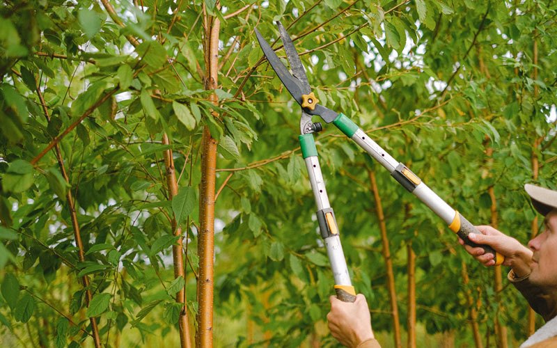Tree trimming in Sun Valley, AZ